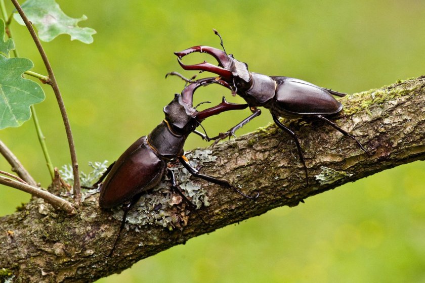 E45BJM Stag Beetle (Lucanus cervus) two males fighting, West Sussex, England. UK