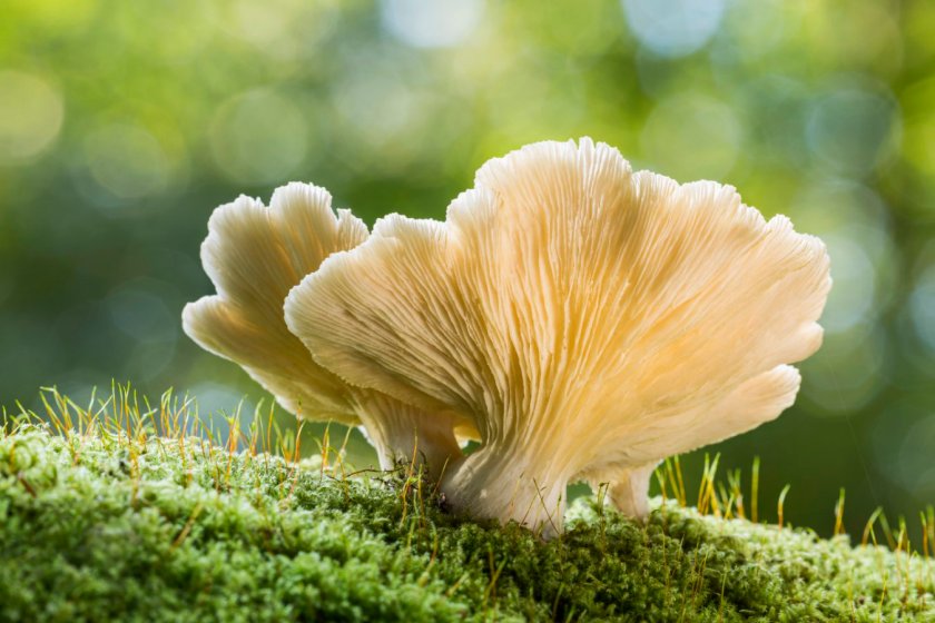 Oyster mushroom (Pleurotus ostreatus), New Forest National Park, Hampshire, England, UK. October.