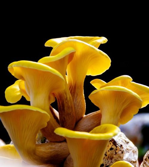 Are mushroom-growing kits seeding a biodiversity crisis across Europe?
