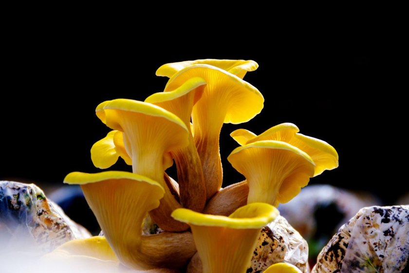 Yellow oyster mushroom, Mushroom cultivation, healthy organic food; Shutterstock ID 1964888608; purchase_order: -; job: -; client: -; other: