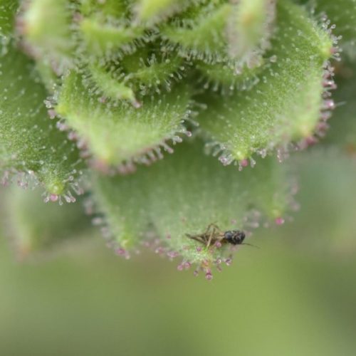 Darwin proved right about gnat-trapping carnivorous plant