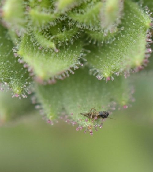 Darwin proved right about gnat-trapping carnivorous plant