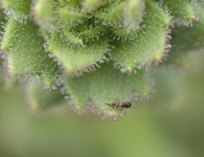 Darwin proved right about gnat-trapping carnivorous plant