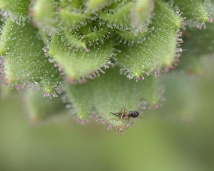 Darwin proved right about gnat-trapping carnivorous plant