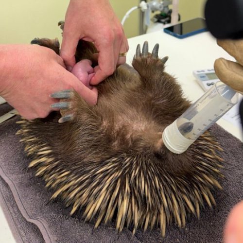 Exclusive video of world’s first echidna puggle to be born at a university