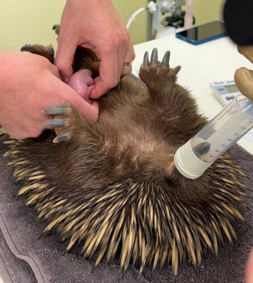 Exclusive video of world’s first echidna puggle to be born at a university