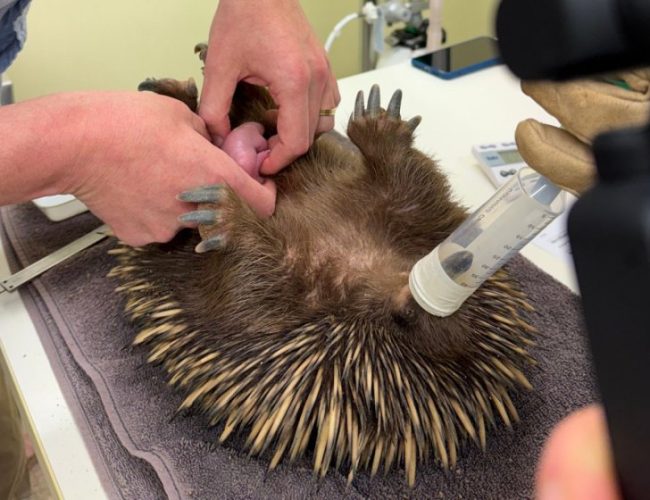 Exclusive video of world’s first echidna puggle to be born at a university