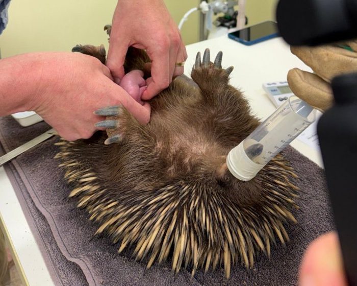 Exclusive video of world’s first echidna puggle to be born at a university