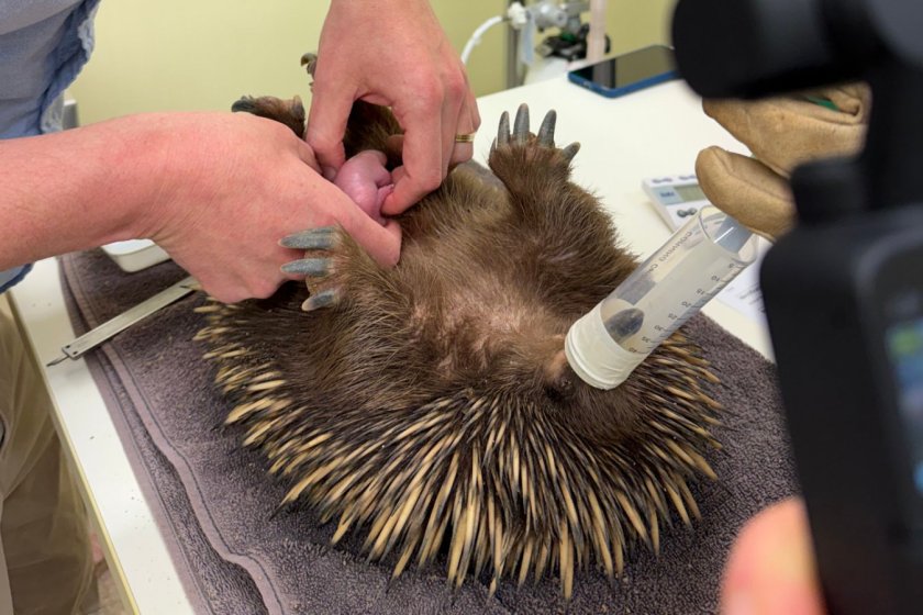 A female echidna being anaesthetised at Macquarie University in Sydney earlier this week so her offspring could be removed from her pouch for weighing