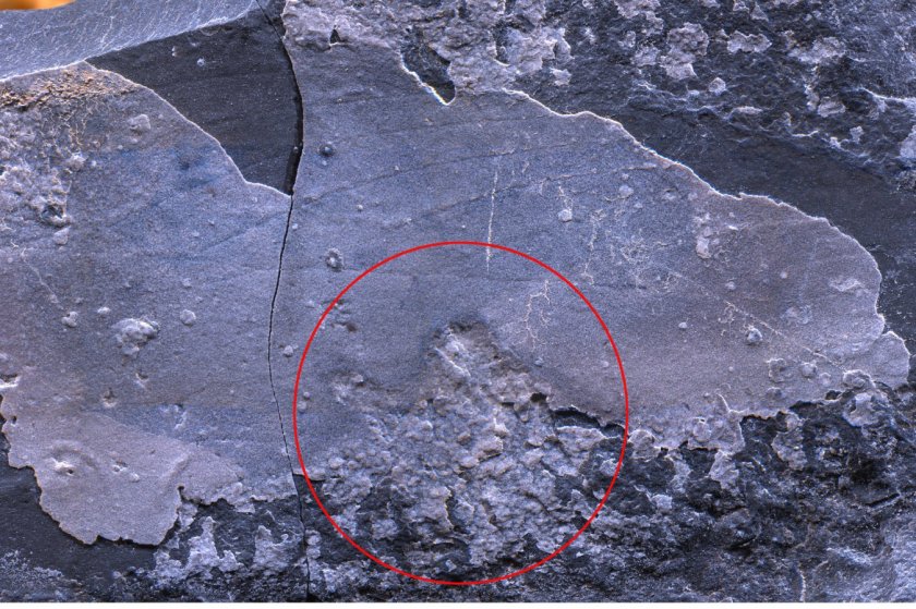 Cambrian fang wound