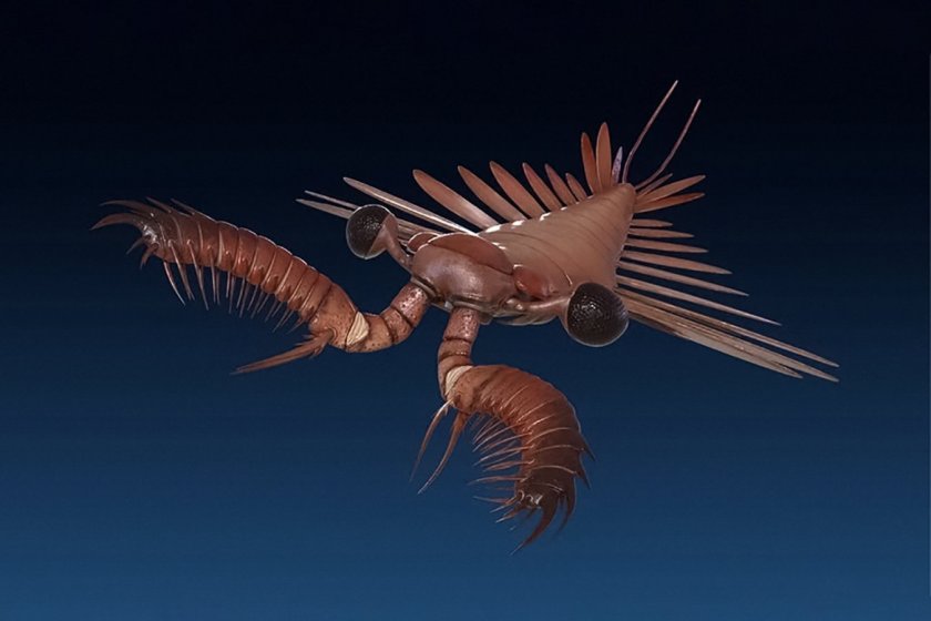 Radiodont arthropod Amplectobelua symbrachiata,