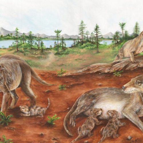 Mammal ancestors were giving birth to live young 236 million years ago