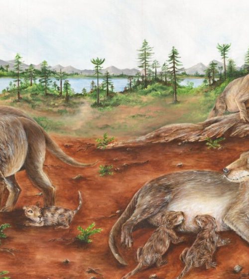 Mammal ancestors were giving birth to live young 236 million years ago