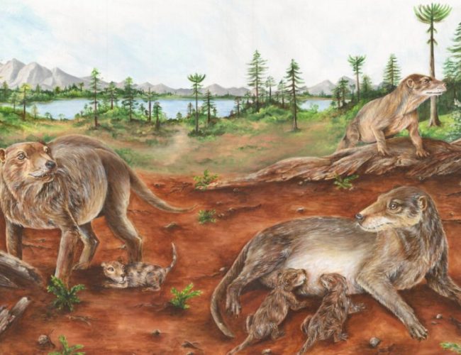 Mammal ancestors were giving birth to live young 236 million years ago