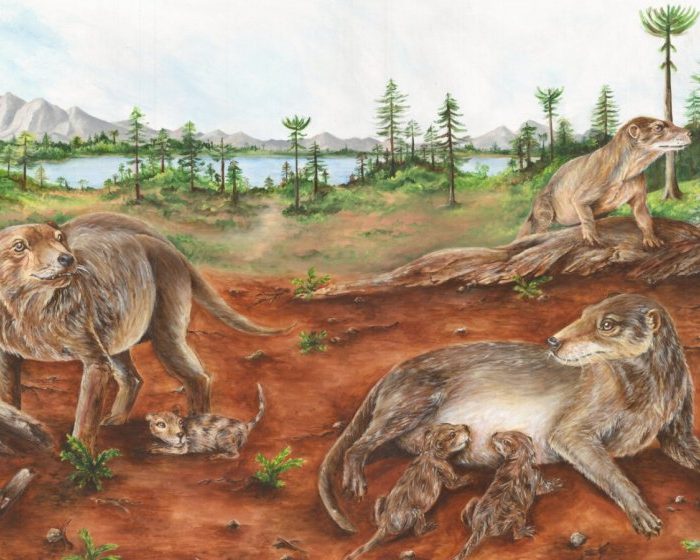 Mammal ancestors were giving birth to live young 236 million years ago