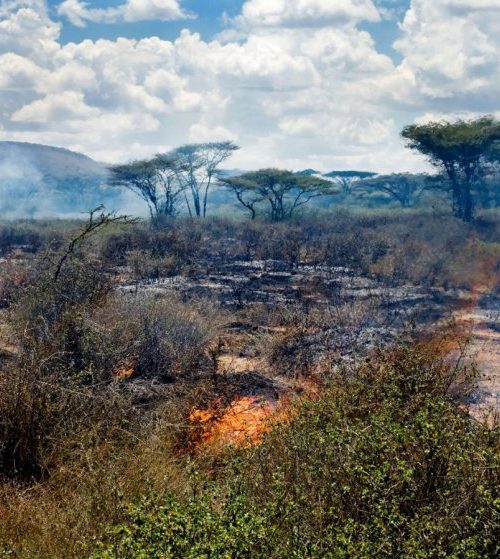 Monsoon-driven wildfires may have shaped human evolution