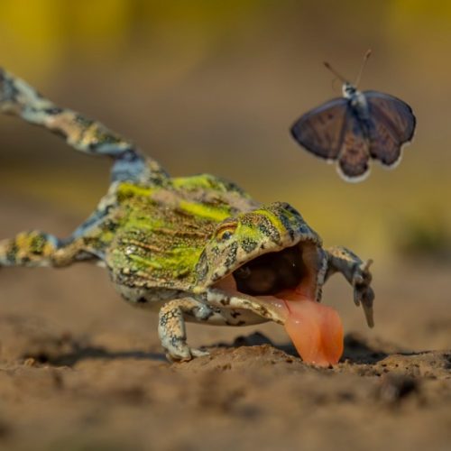 See the stunning contenders for the Wildlife Photographer of the Year
