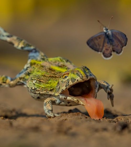 See the stunning contenders for the Wildlife Photographer of the Year
