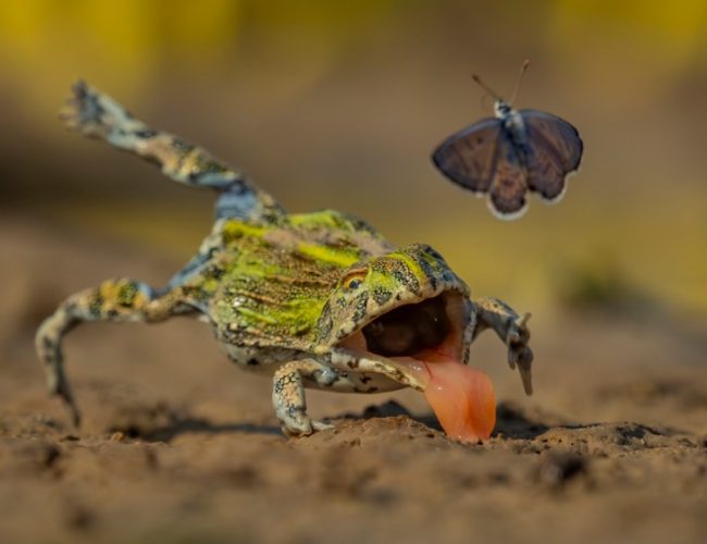 See the stunning contenders for the Wildlife Photographer of the Year