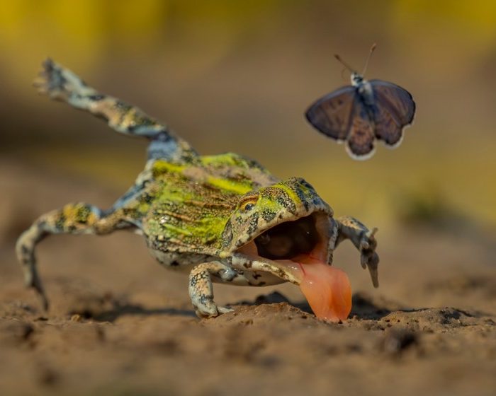 See the stunning contenders for the Wildlife Photographer of the Year