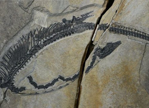 Spectacular fossil preserves internal organs of ancient marine reptile