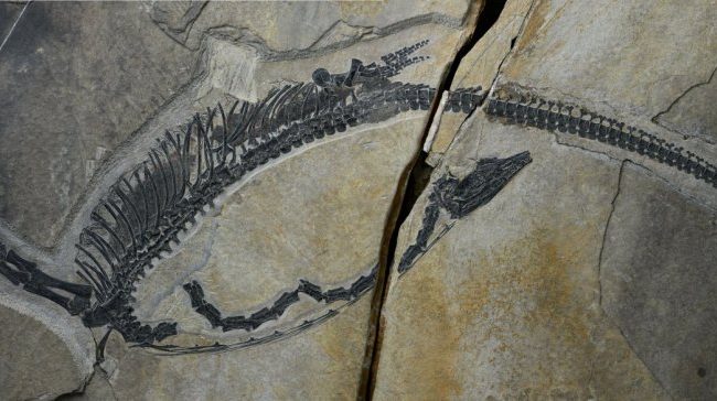Spectacular fossil preserves internal organs of ancient marine reptile