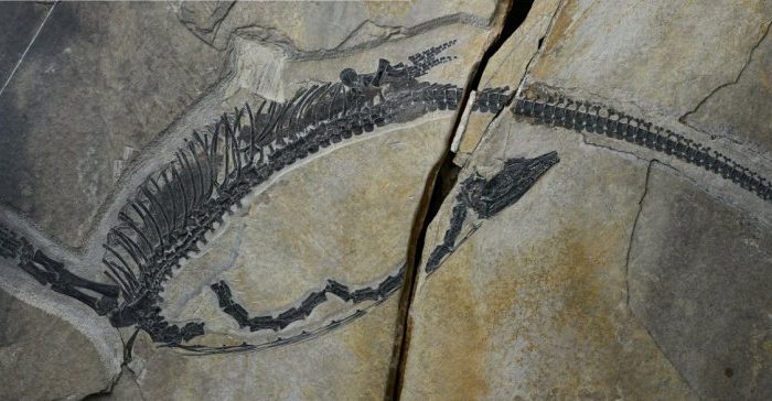 Spectacular fossil preserves internal organs of ancient marine reptile