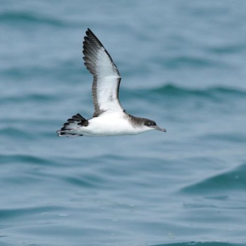 Birds can get jet lag on long, fast flights and then fly off course