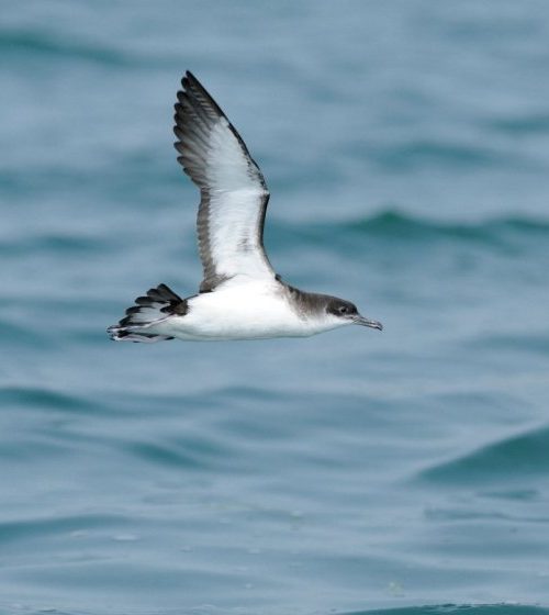 Birds can get jet lag on long, fast flights and then fly off course