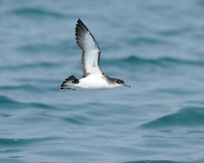 Birds can get jet lag on long, fast flights and then fly off course