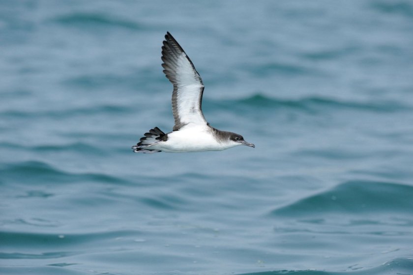 Manx Shearwater in flight low over the sea