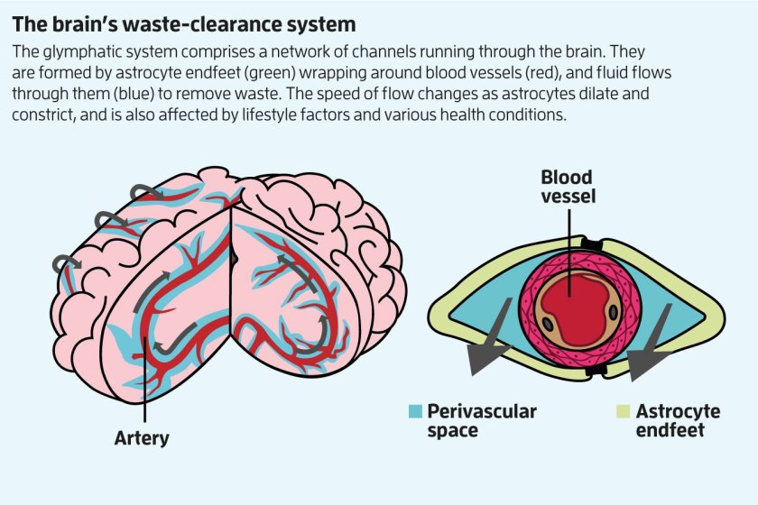 The brain’s waste-clearance system comprises a network of channels running through the brain. They are formed by astrocyte endfeet wrapping around blood vessels, and fluid flows through them to remove waste. The speed of flow changes as astrocytes dilate and constrict, and is also affected by lifestyle factors and various health conditions.