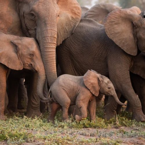 Elephants imitate each other when they produce deep rumbling sounds
