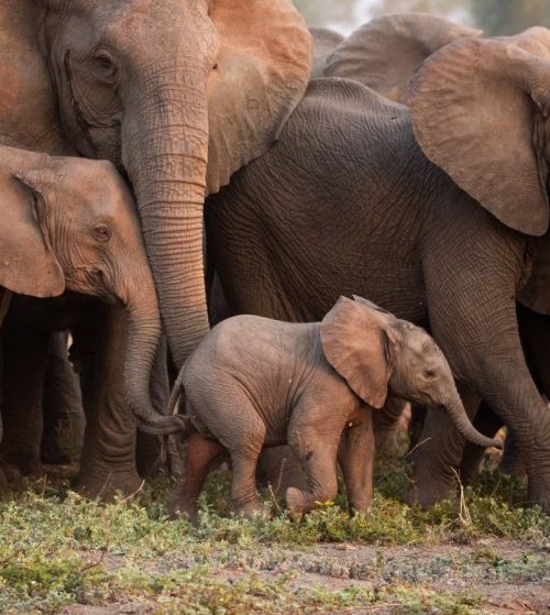 Elephants imitate each other when they produce deep rumbling sounds