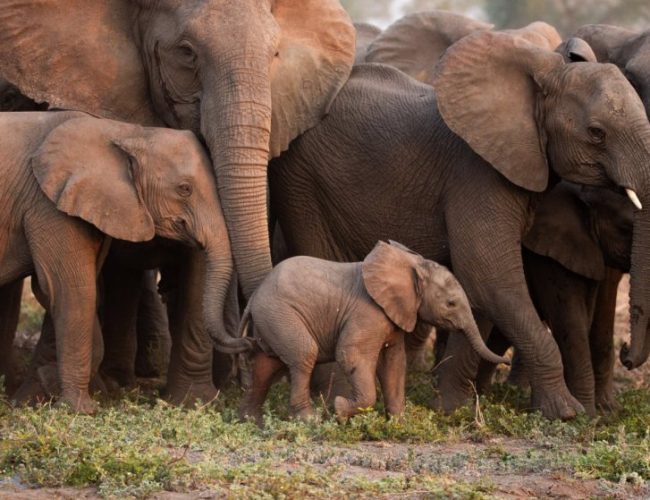 Elephants imitate each other when they produce deep rumbling sounds