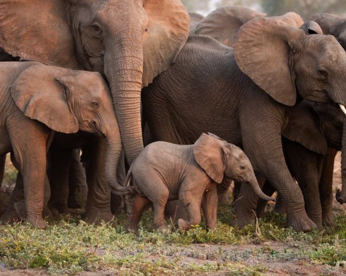 Elephants imitate each other when they produce deep rumbling sounds