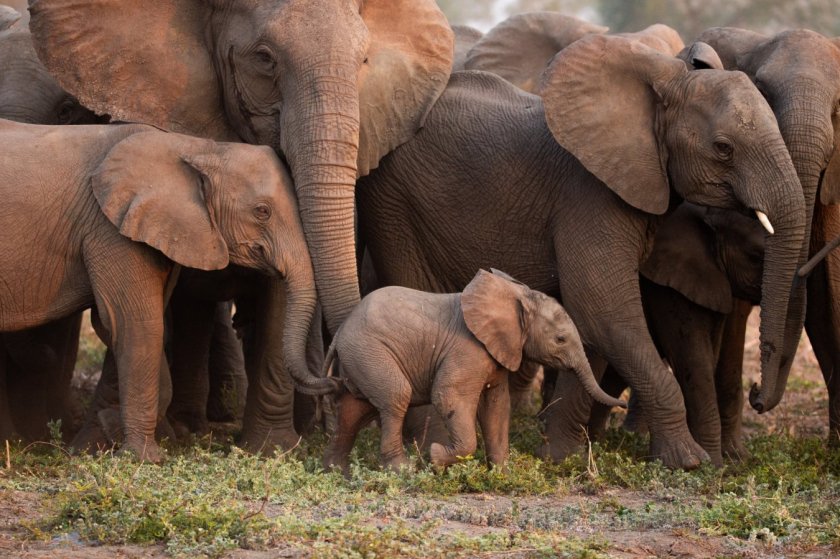 A young calf moves surrounded by members of its family