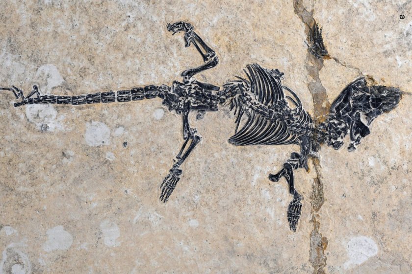 Dongoconodon platycauda fossil