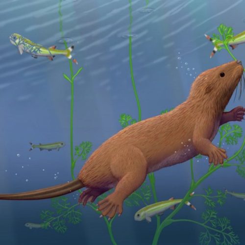 Fossil mammal with reptile-like teeth changes picture of our evolution