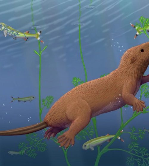 Fossil mammal with reptile-like teeth changes picture of our evolution