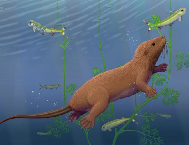 Fossil mammal with reptile-like teeth changes picture of our evolution