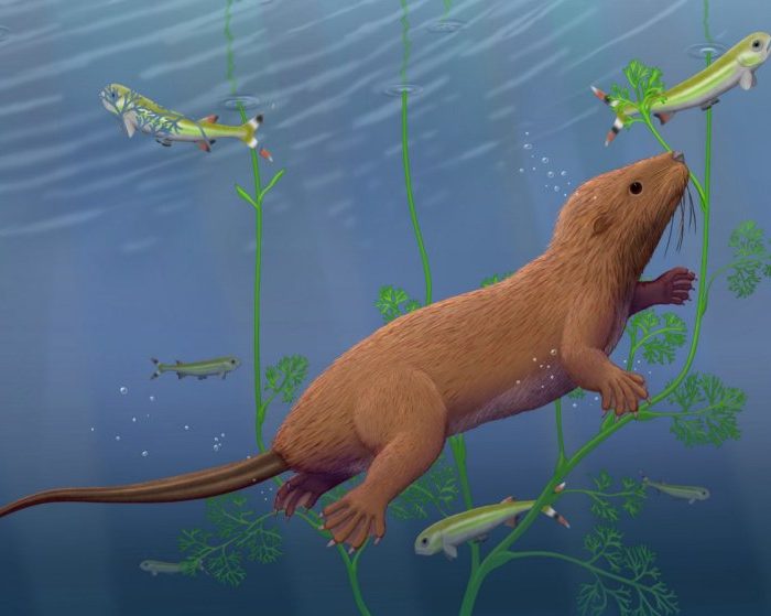 Fossil mammal with reptile-like teeth changes picture of our evolution