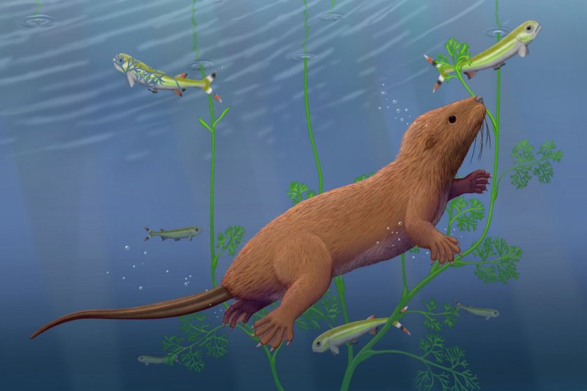 Dongoconodon platycauda