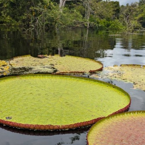 Number of known species of giant waterlilies almost doubles