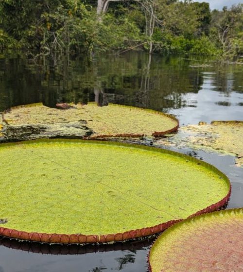 Number of known species of giant waterlilies almost doubles
