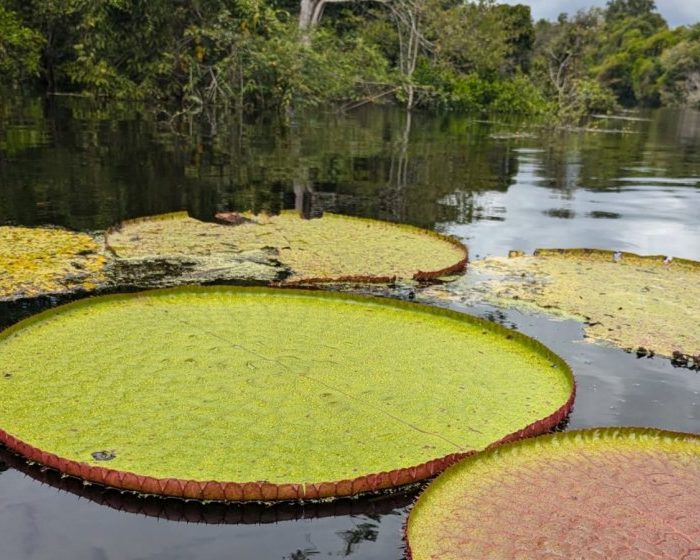 Number of known species of giant waterlilies almost doubles