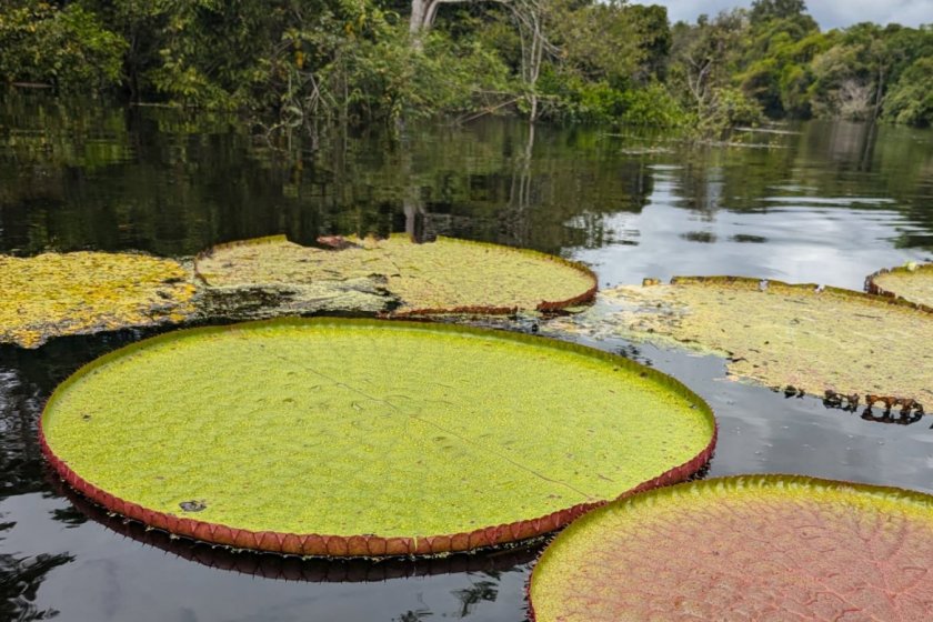 Victoria colombiana Giant waterlilly