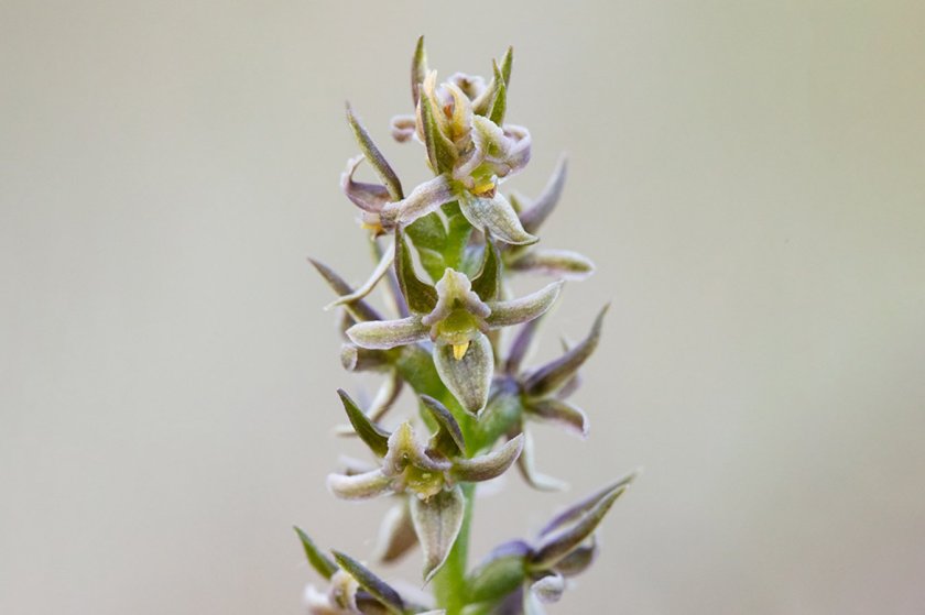 Prasophyllum morganii (retroflexum), Nunniong Plateau, November 2020-3.