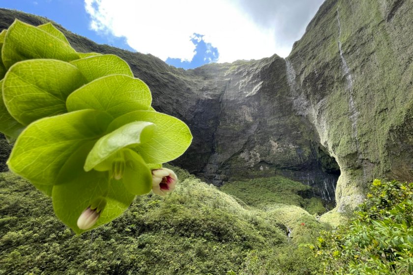Lysimachia iniki with cliff habitat in background - Photo Credit: Ben Nyberg - NTBG