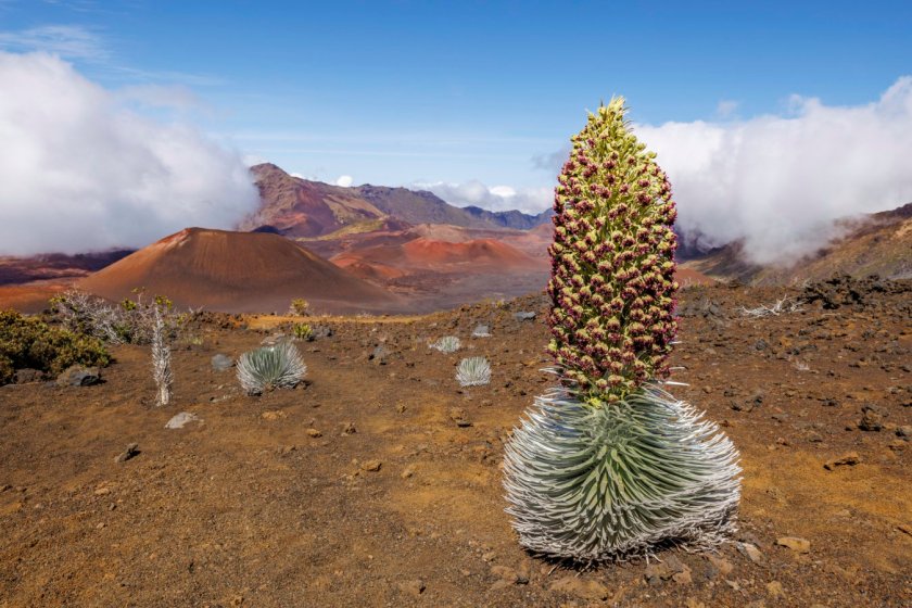 A rare blooming Haleakala silversword plant (Argyroxiphium sandwicense macrocephalum) inside Haleakala Crater, Haleakala National Park, Hawaii. Critically endangered.